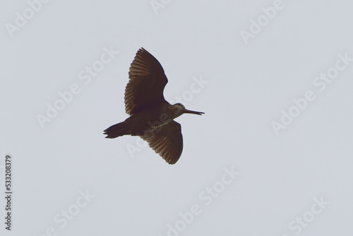 Eurasian woodcock (Scolopax rusticola) flying in the sky.