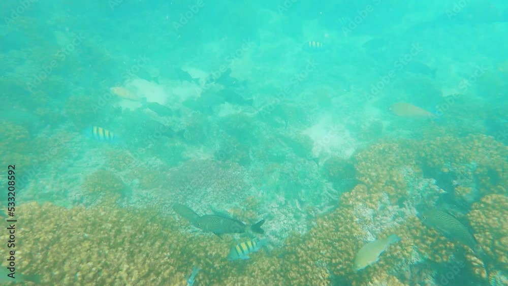 Underwater shot of fish in the sea and corals with crystal clear water in the sea of cortes Underwater shot of fish in the sea and corals with crystal clear water in the sea of cortes