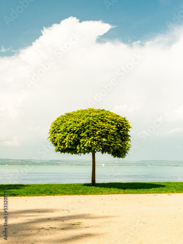 A cute tree on the shore of the lake Balaton on a sunny summer day.