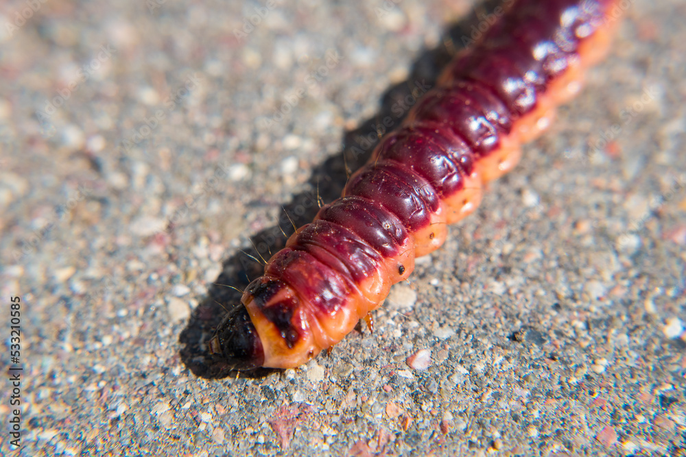 Caterpillar of the night moth, odoriferous willow wood borer, Cossus cossus. Very large and beautiful caterpillar. Caterpillar of the night moth, odoriferous willow wood borer, Cossus cossus. Very large and beautiful caterpillar.