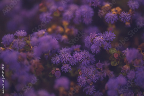 Purple flowers in the wind