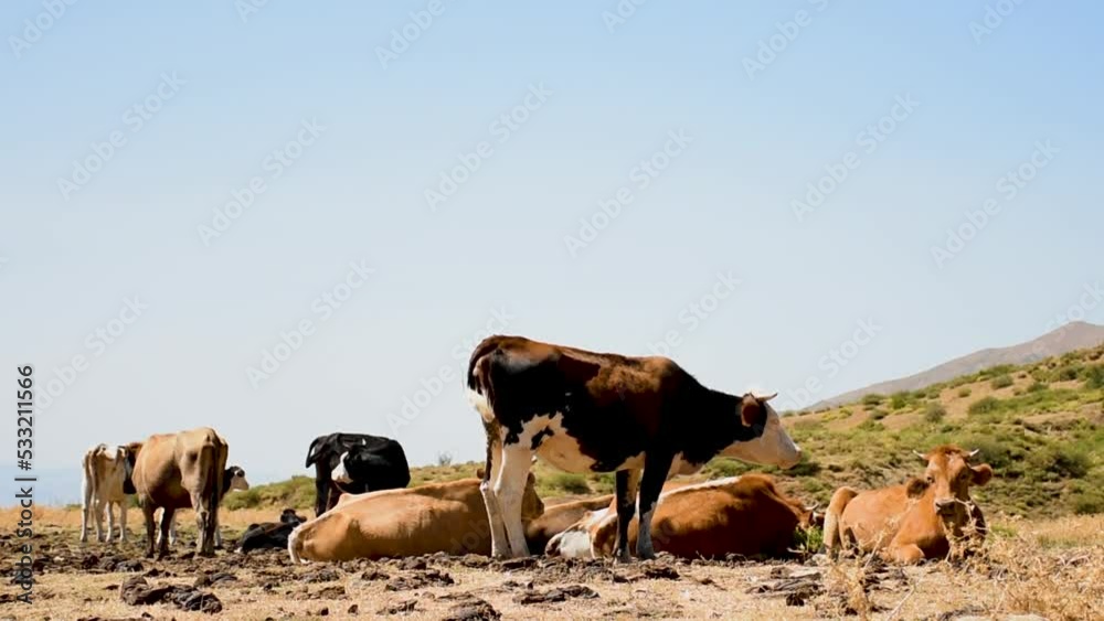 Herd of cows grazing on pasture on top of the mountain. Dairy and agriculture concept. Herd of cows grazing on pasture on top of the mountain. Dairy and agriculture concept.