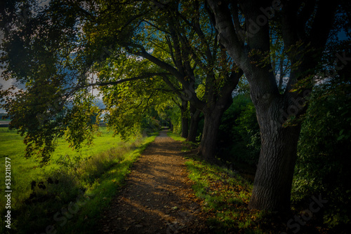 Path tree alley near Rakovnicky creek in Rakovnik town in sunny summer