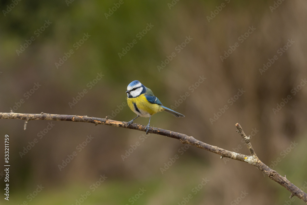 Fototapeta premium Sesión de fotografía de vida salvaje de aves del bosque