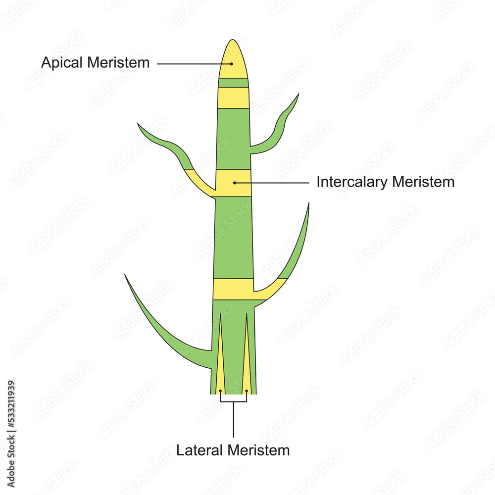 Scientific Designing of Meristematic Tissue. The Tissue Found in Plants ...