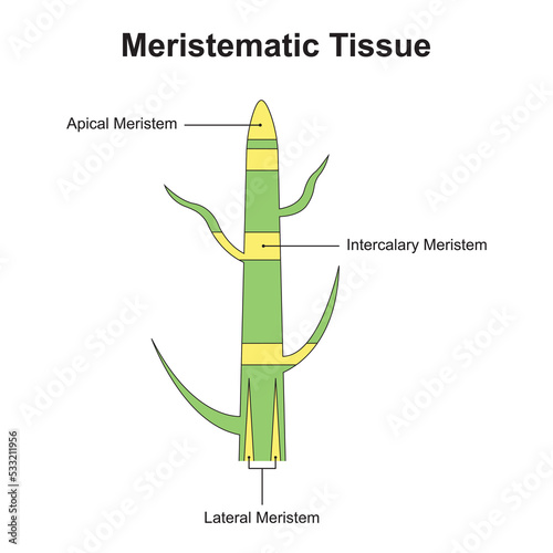 Scientific Designing of Meristematic Tissue. The Tissue Found in Plants. Colorful Symbols. Vector Illustration. photo