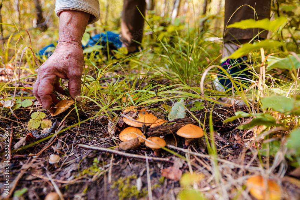Woman collecting mushrooms in forest during autumn Woman collecting mushrooms in forest during autumn