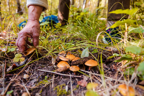 Woman collecting mushrooms in forest during autumn