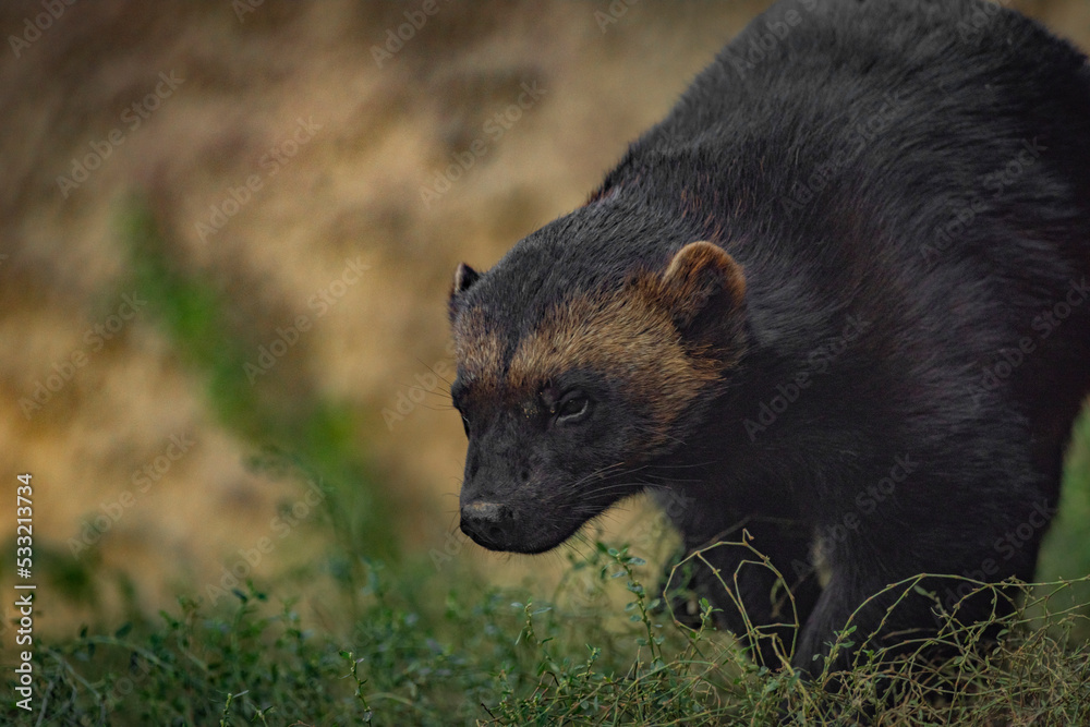 Fototapeta premium Gulo gulo animal in autumn nice sunny morning