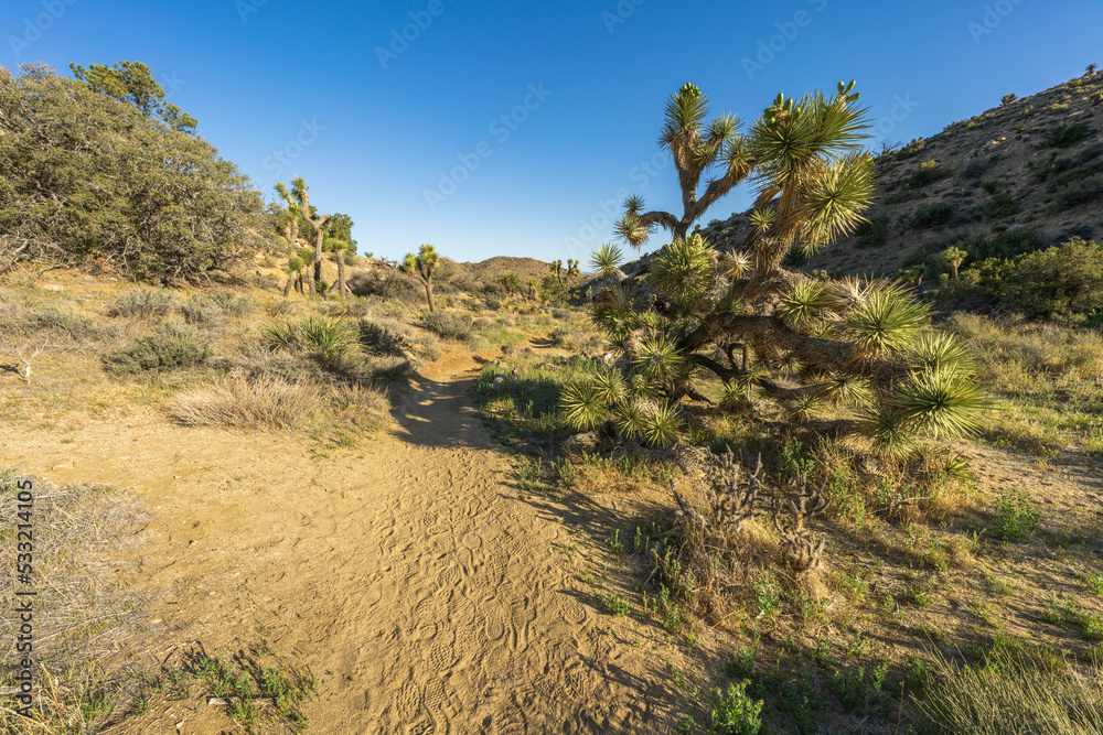 hiking the high view nature trail in black rock canyon, joshua tree national park, usa