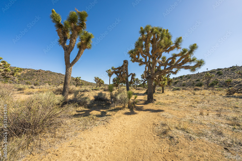 hiking the lost horse mine trail in joshua tree national park, usa