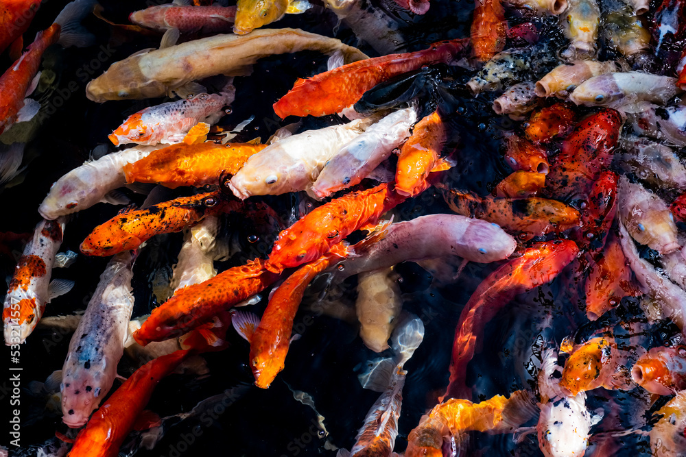 Different colored koi carp fish in pond Different colored koi carp fish in pond
