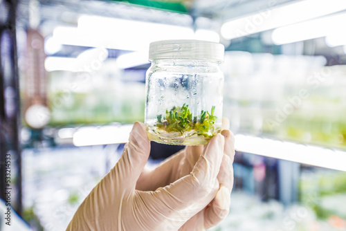 Tissue culture or plant culture