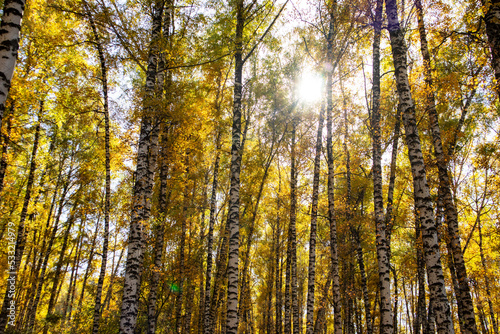 birch grove in autumn afternoon. the sun among the trees