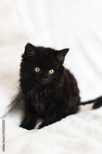 Cute little black kitten sits on fur white blanket. Kitten has round yellow eyes