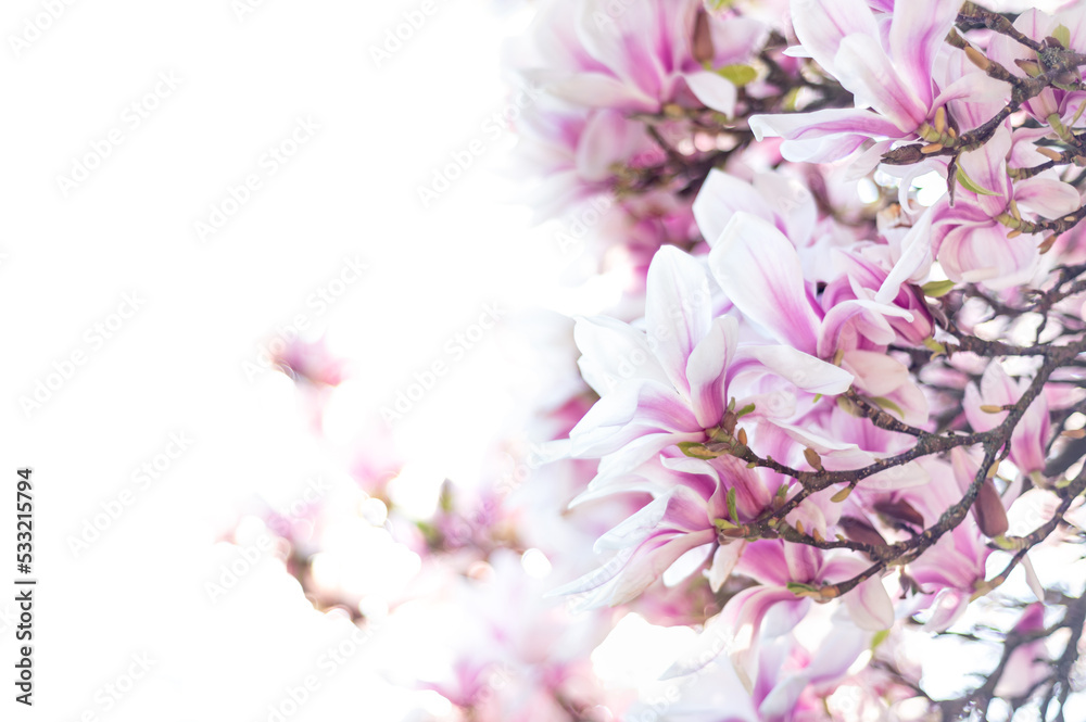 Beautiful Light Pink Magnolia Tree with Blooming Flowers during Springtime in English Garden, UK. Spring floral background