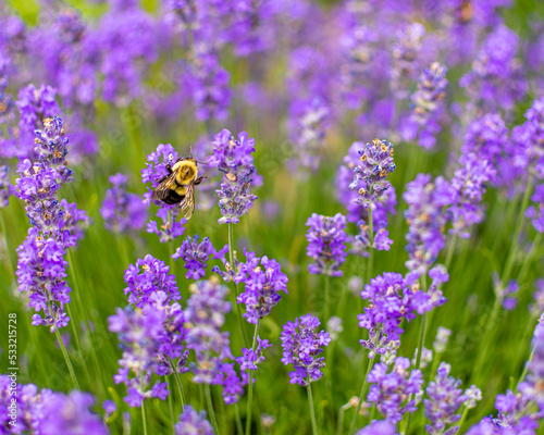 bumblebee gathering pollen from a lavender flower