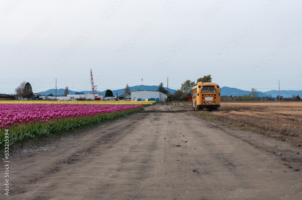 A school bus at road in the middle of fields with pink tulips and yellow narcissus / daffodil flowers at the Skagit Valley Tulip Festival, La Conner, USA