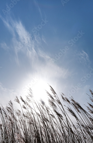 Blue sky grass