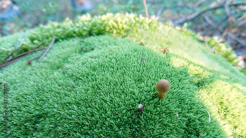 Trawa na wolnym powietrzu, miniaturowy grzyb