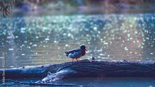 Beautiful wallpaper of a duck with bokeh background