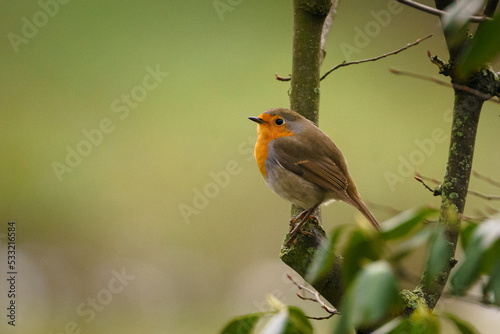Rotkelchen in der Stadt