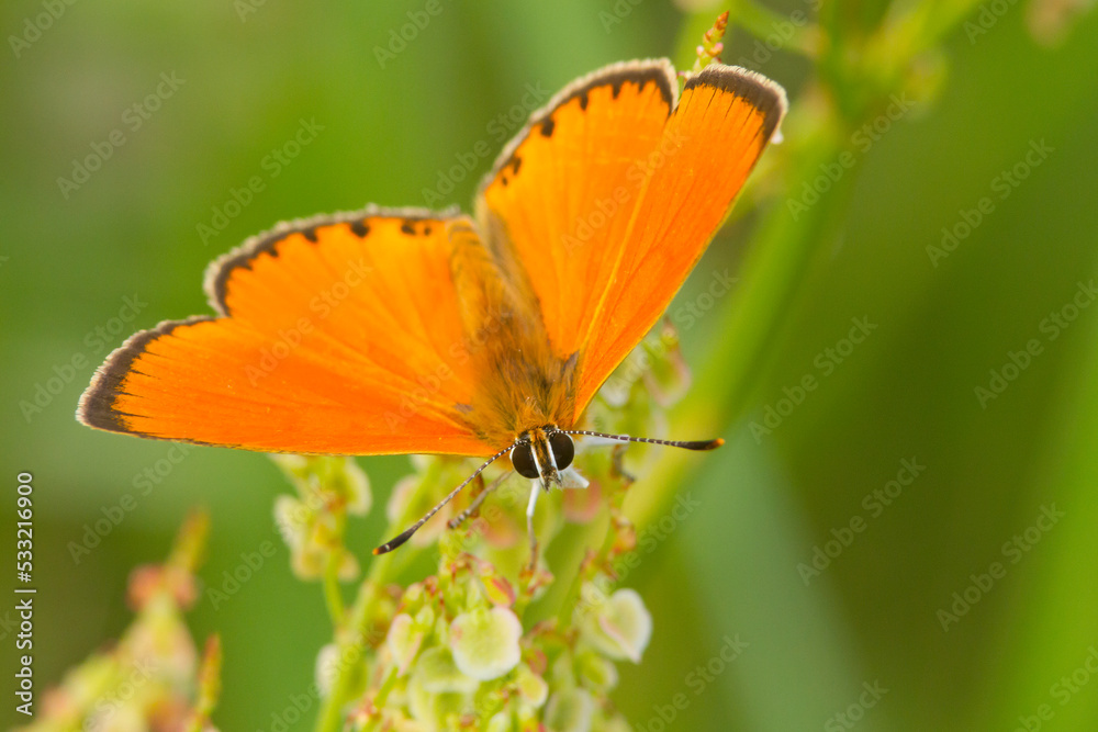 Obraz premium Czerwończyk dukacik (Lycaena virgaureae)