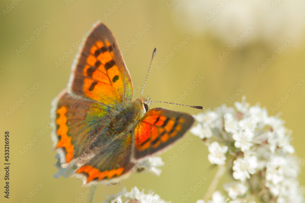 Czerwończyk żarek (Lycaena phlaeas)