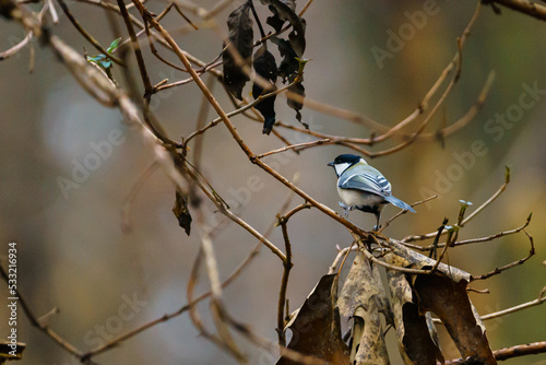 Sumpfmeise auf Wanderung