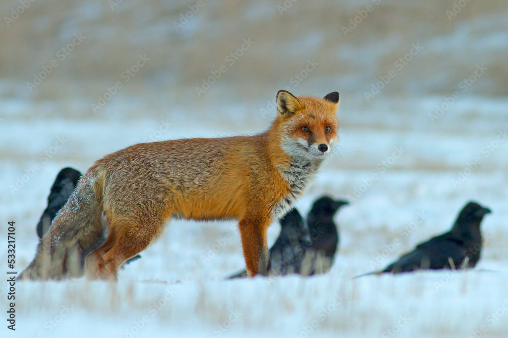Lis (Vulpes vulpes) Lis (Vulpes vulpes)