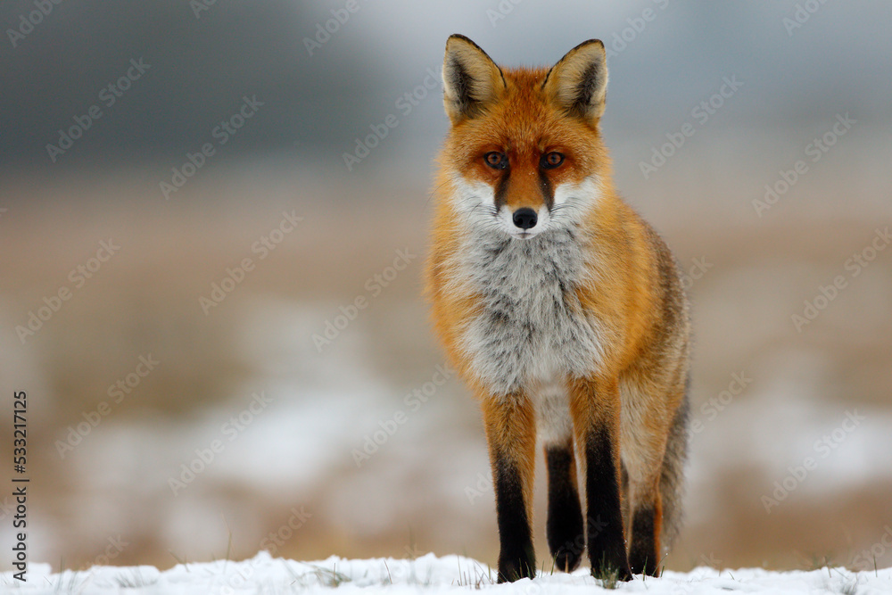 Fototapeta premium Lis (Vulpes vulpes)