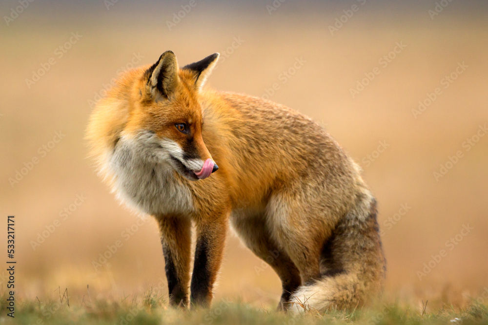 Fototapeta premium Lis (Vulpes vulpes)