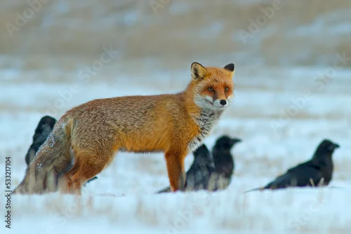 Fototapeta Lis (Vulpes vulpes)