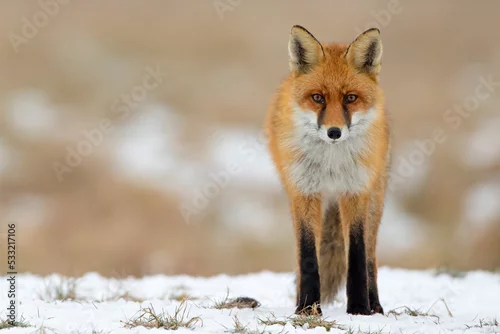 Fototapeta Lis (Vulpes vulpes)