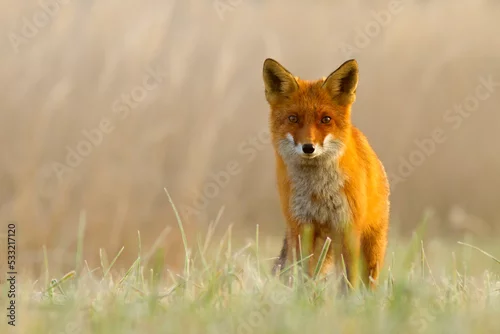 Fototapeta Lis (Vulpes vulpes)
