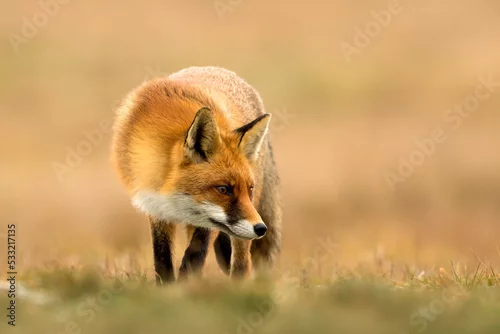 Fototapeta Lis (Vulpes vulpes)