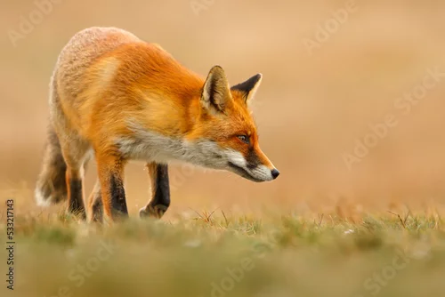 Fototapeta Lis (Vulpes vulpes)
