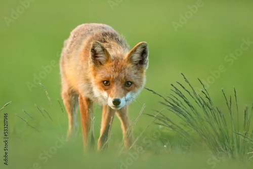 Fototapeta Lis (Vulpes vulpes)