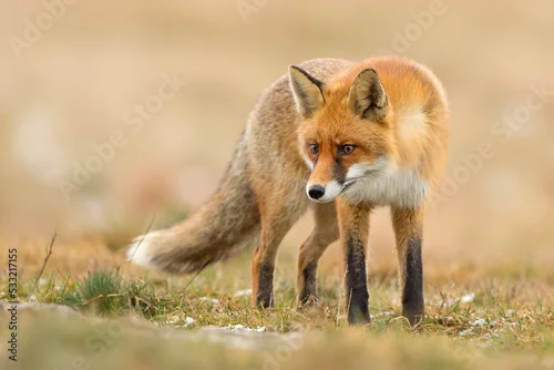 Obraz Lis (Vulpes vulpes)