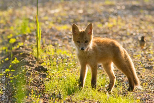 Fototapeta Lis (Vulpes vulpes)