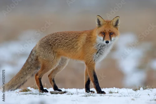 Fototapeta samoprzylepna Lis (Vulpes vulpes)