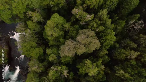 imagen cenital desde dron girando sobre un bosque frondoso de color verde photo