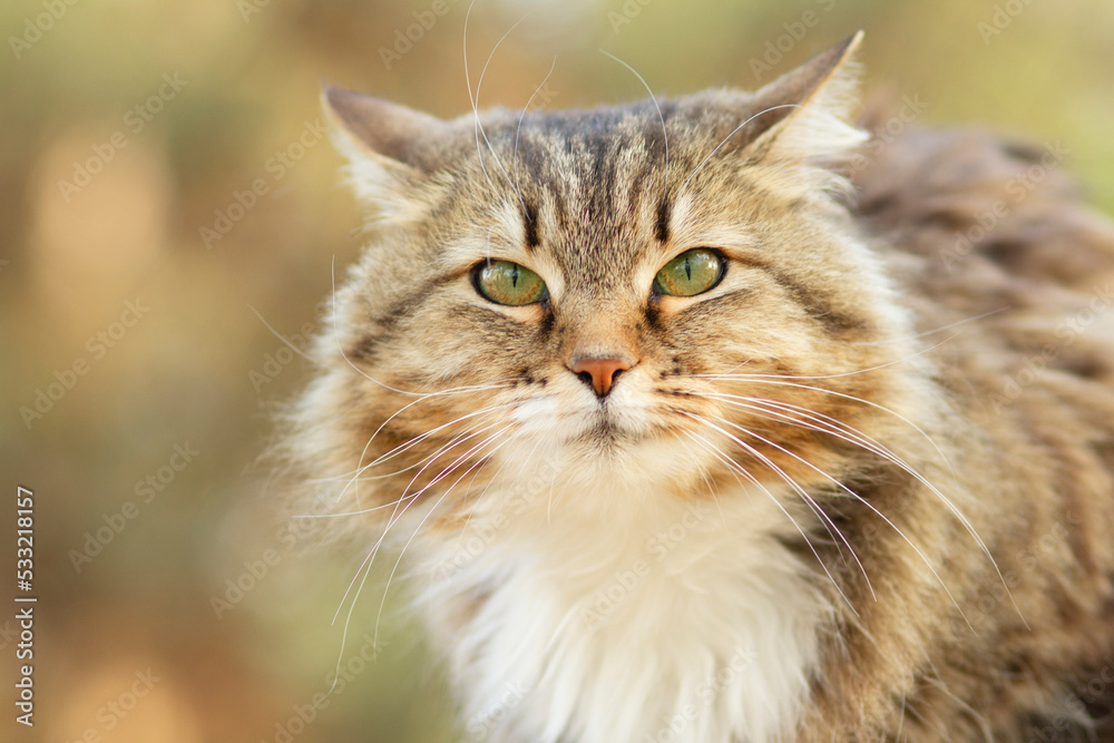 portrait of a beautiful siberian cat in nature