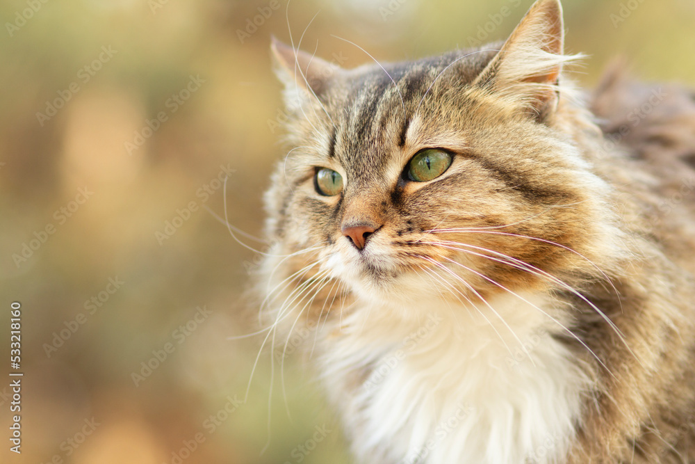 portrait of a beautiful siberian cat in nature