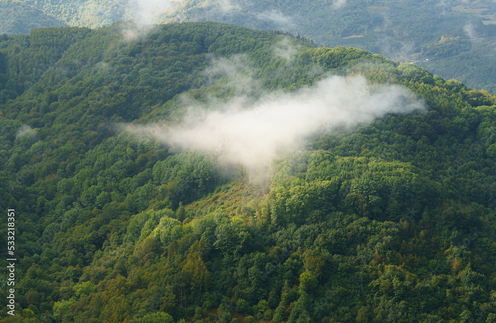Obraz premium Mañanas de niebla en el bosque