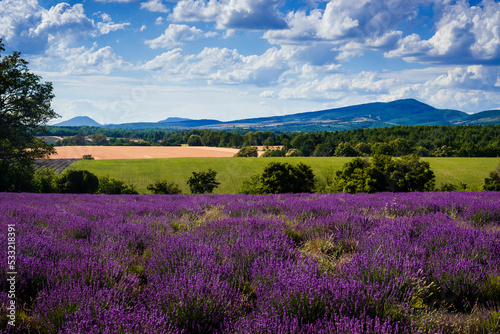 Lavender and mountains on the Albion plateau