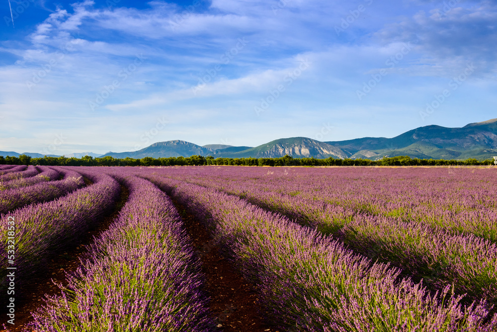 Fototapeta premium Curved row of lavender and mountains on Valensole plateau