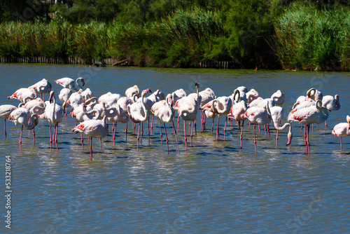 Group of pink flamingos at Pont de grau ornithologic reserve