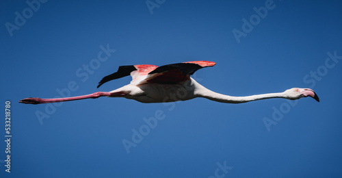 Side view of a pink flamingo flying