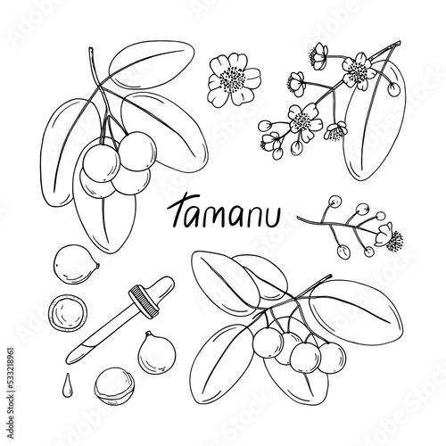 Hand drawn tamanu plant sketch photo